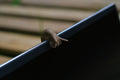 Laptop Slug braun
